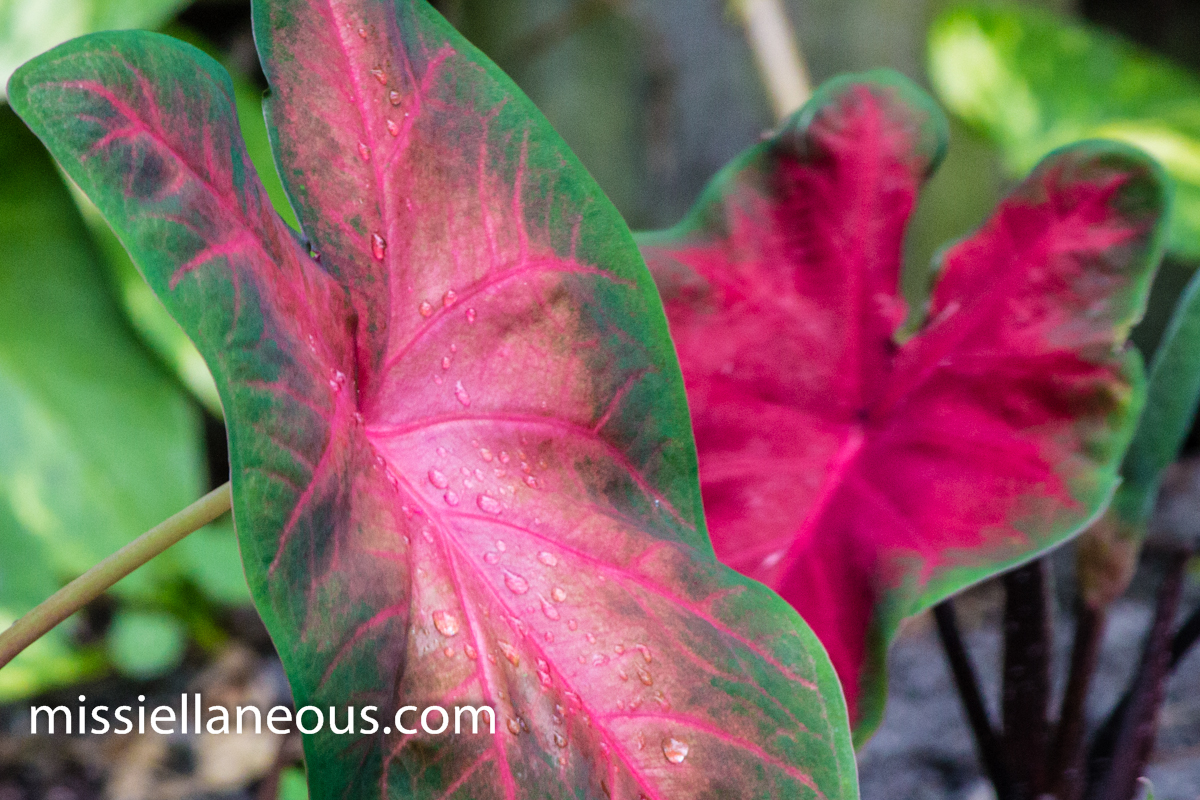 Caladium