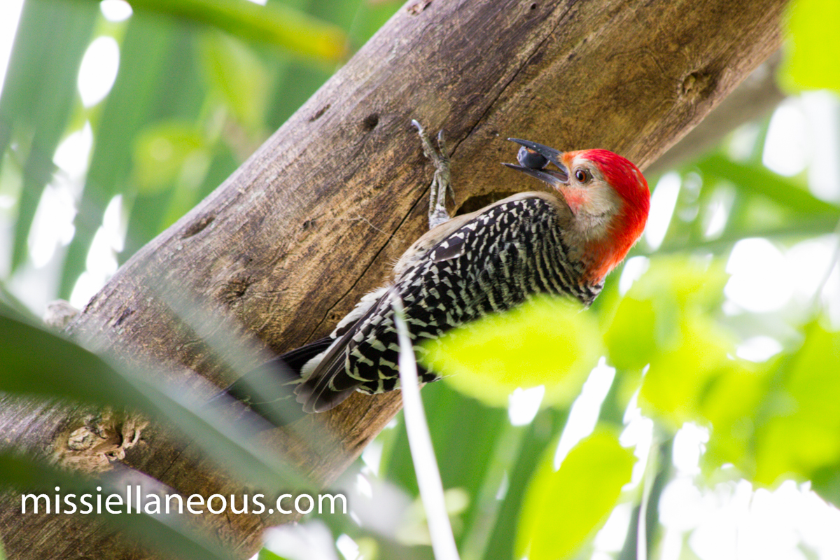 Male Red Bellied Woodpecker Feeding Young