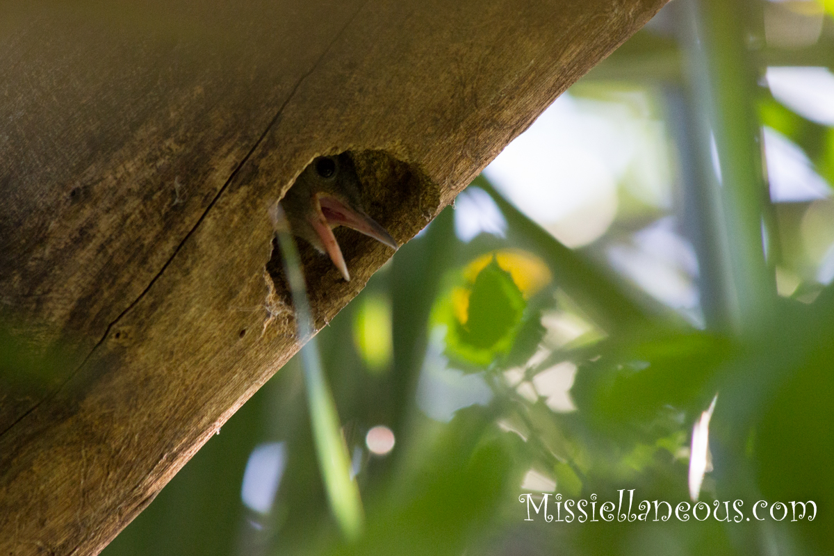 Baby redbellied woodpecker