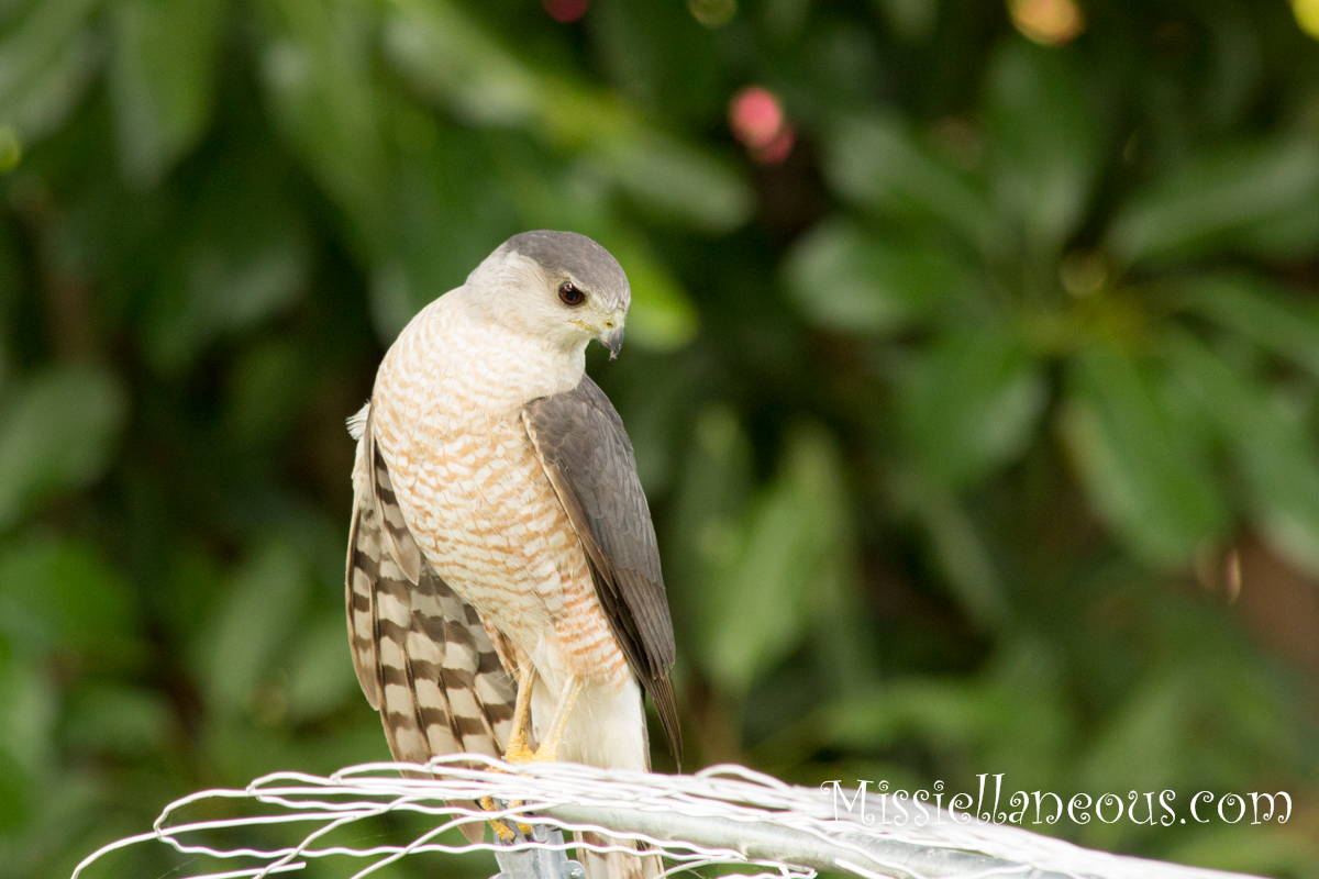 Juvenile Hawk