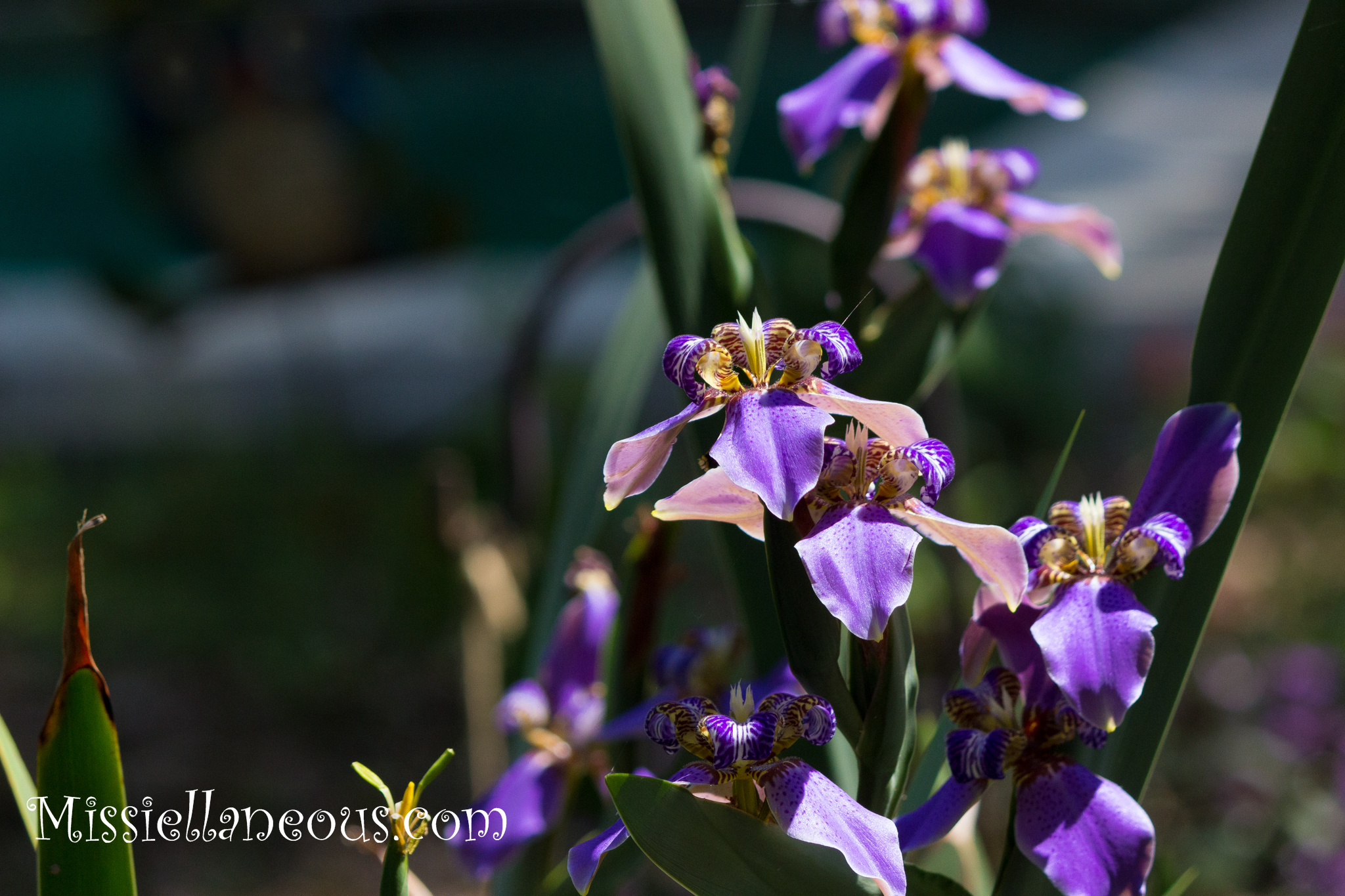 Giant Apostle's Iris - NEOMARICA CAERULEA 'REGINA'