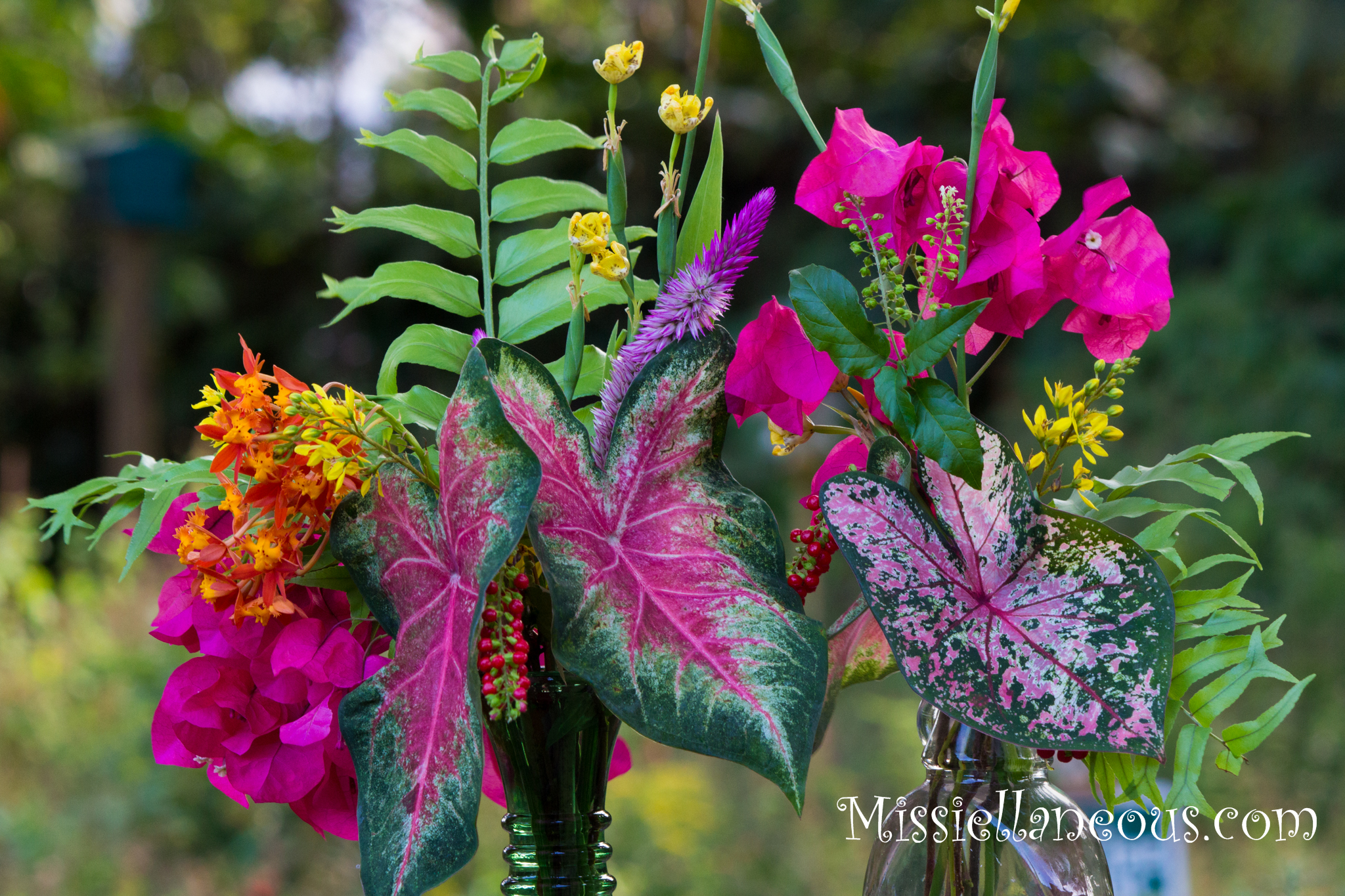 , caladium, iris, bougainvillea, ground orchid, florida native, rouge plant