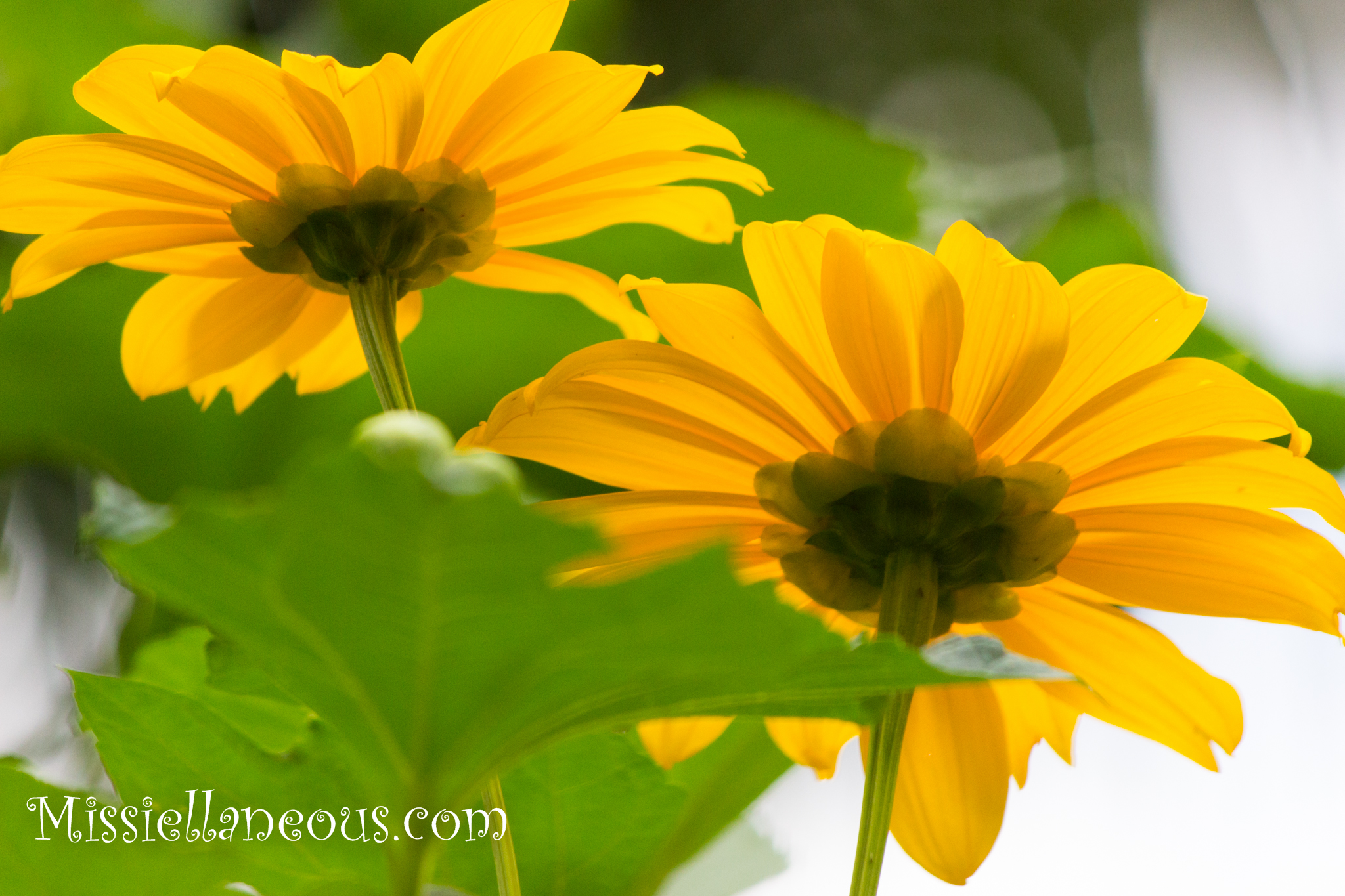 Mexican Sunflower, Bolivian Sunflower, Marigold Tree, Tithonia diversifolia